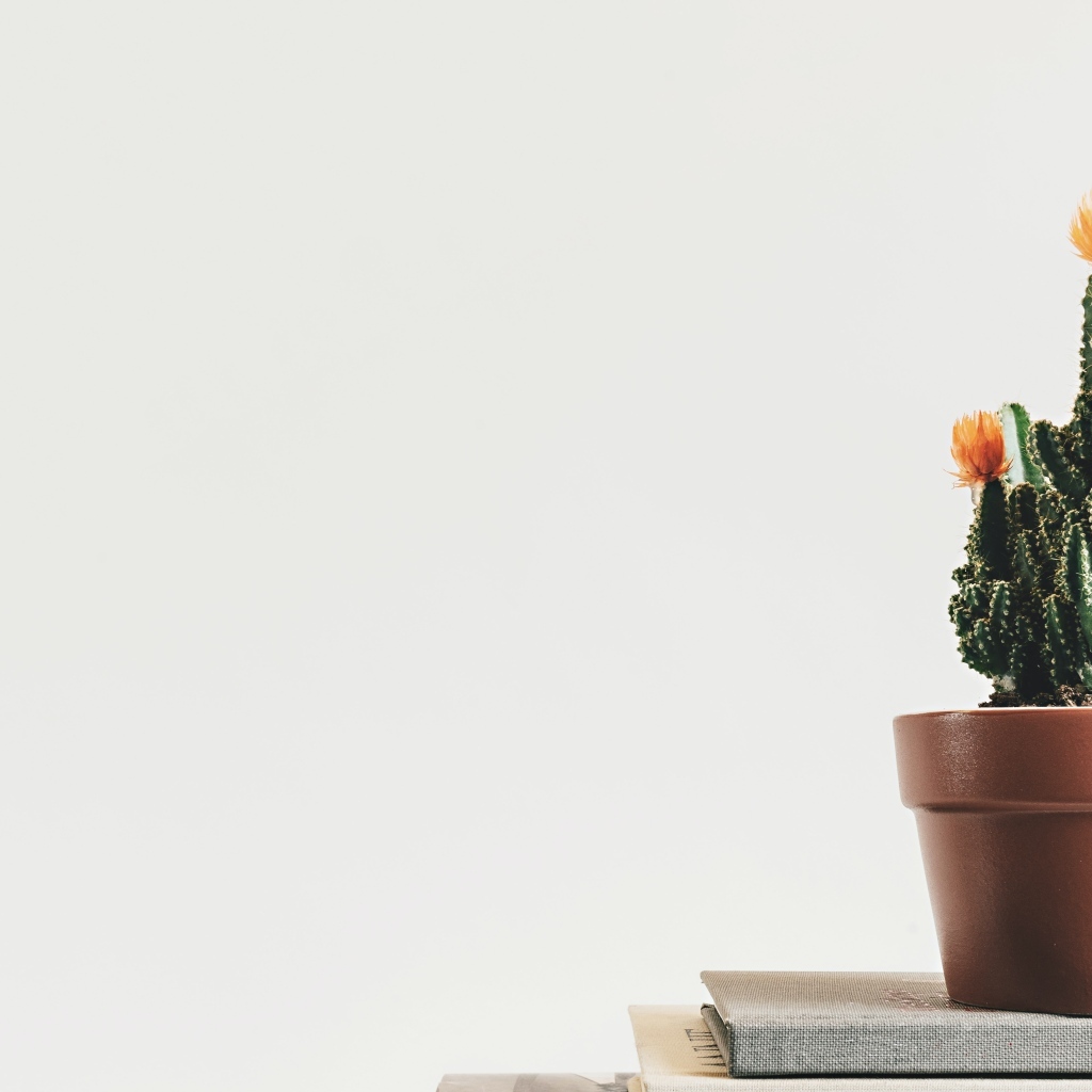 Зеленый цветущий кактус в горшке