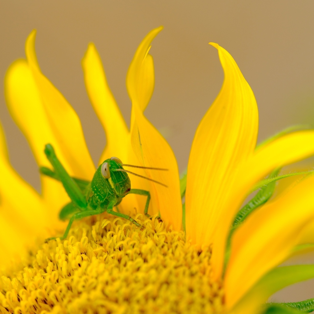 Зеленый кузнечик на желтом подсолнухе