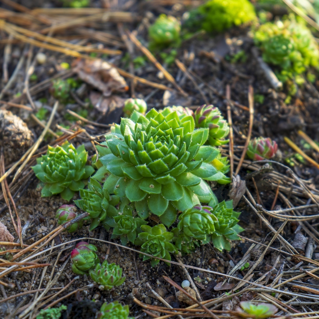 Зеленые растения суккуленты на земле