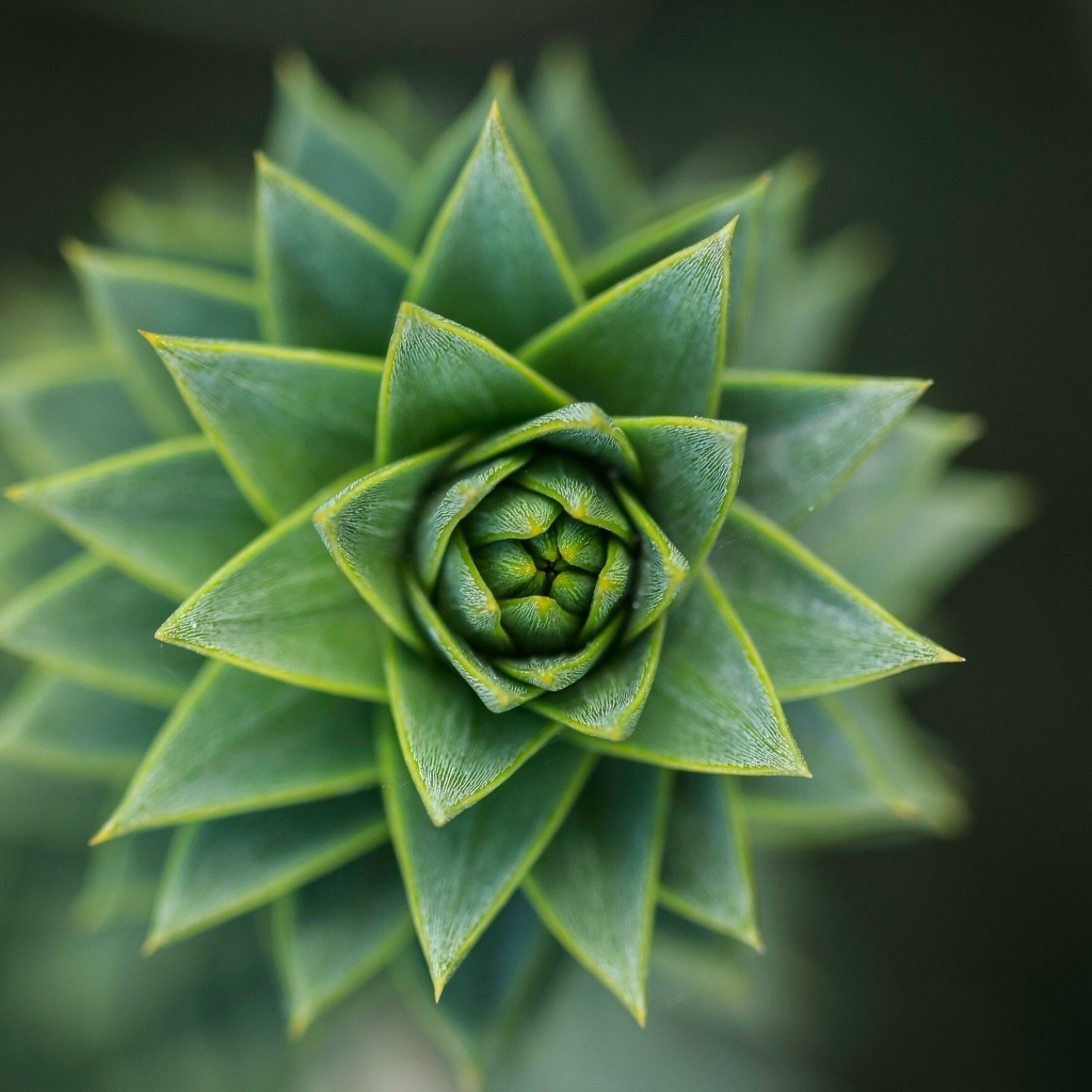 Зеленый цветок суккулент крупным планом