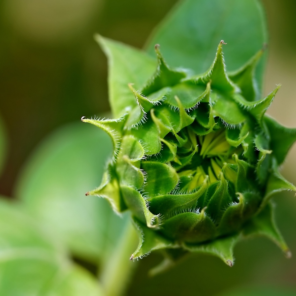 Зеленый нераспустившийся цветок подсолнуха