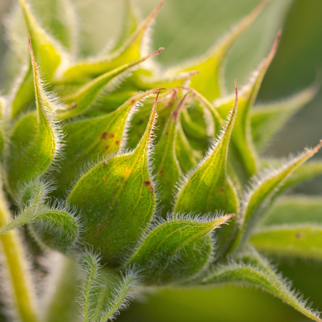 Зеленый нераспустившийся цветок подсолнуха