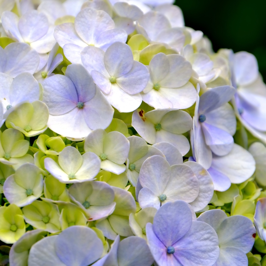 Цветы гортензии крупным планом