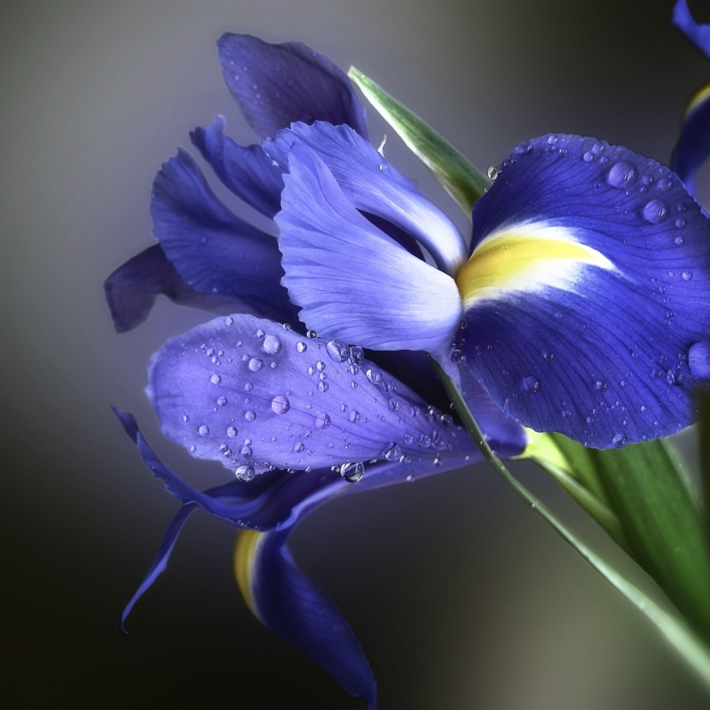 Цветок ириса в каплях росы крупным планом