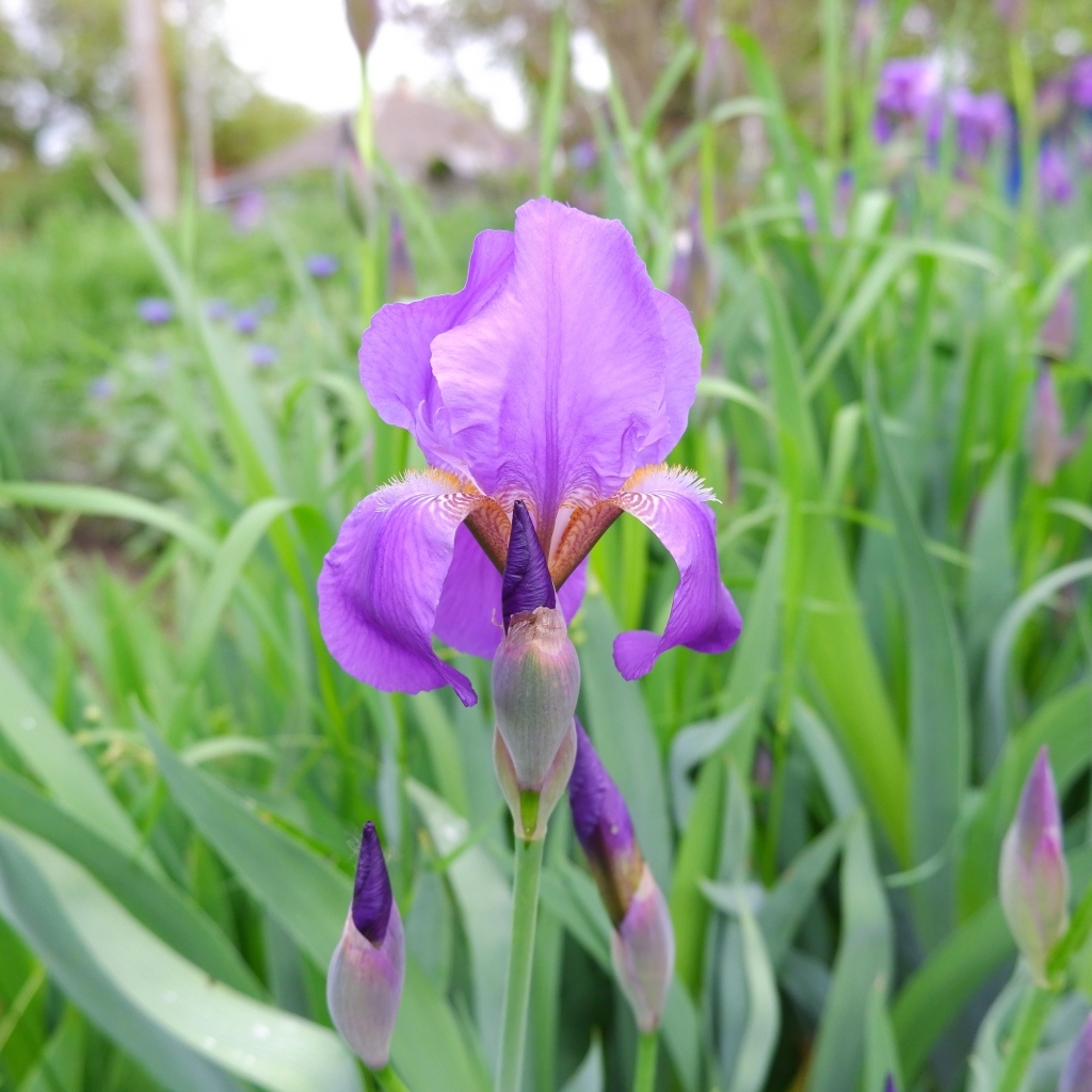 Цветы ирисы с бутонами на клумбе