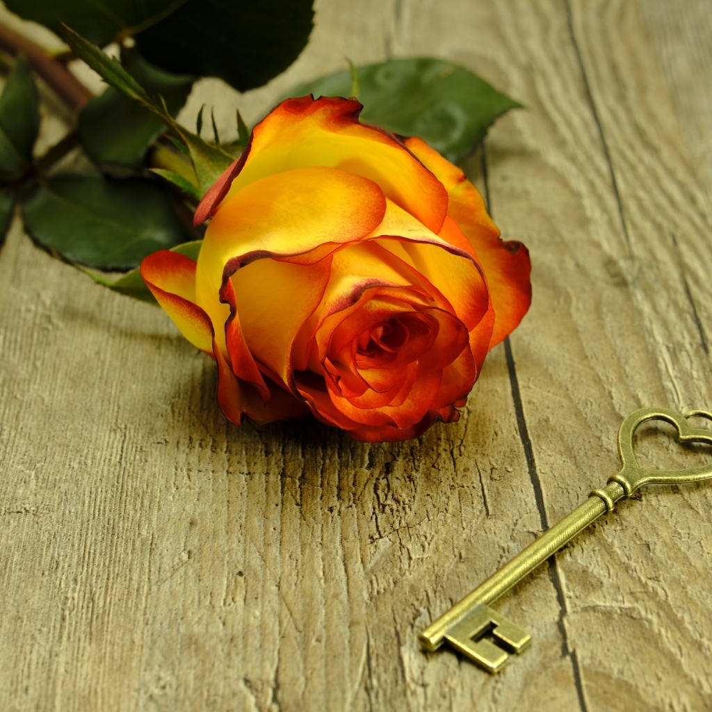 Ключ и оранжевая роза на деревянном столе