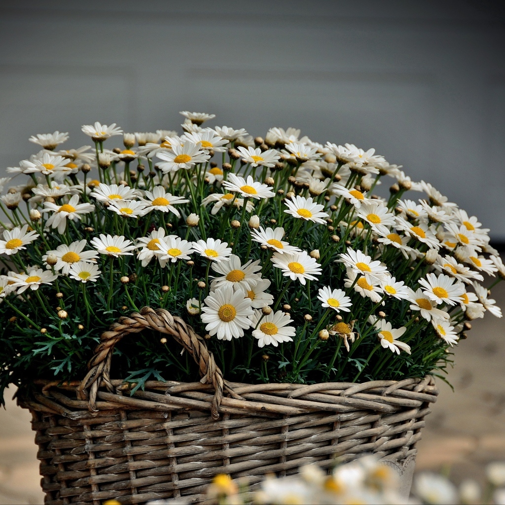 Большая корзина с цветами ромашки