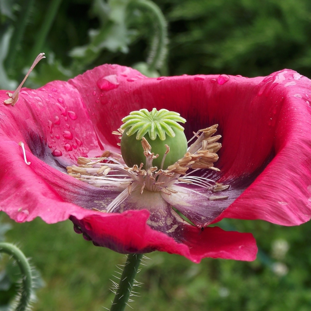 Большой распустившийся розовый мак