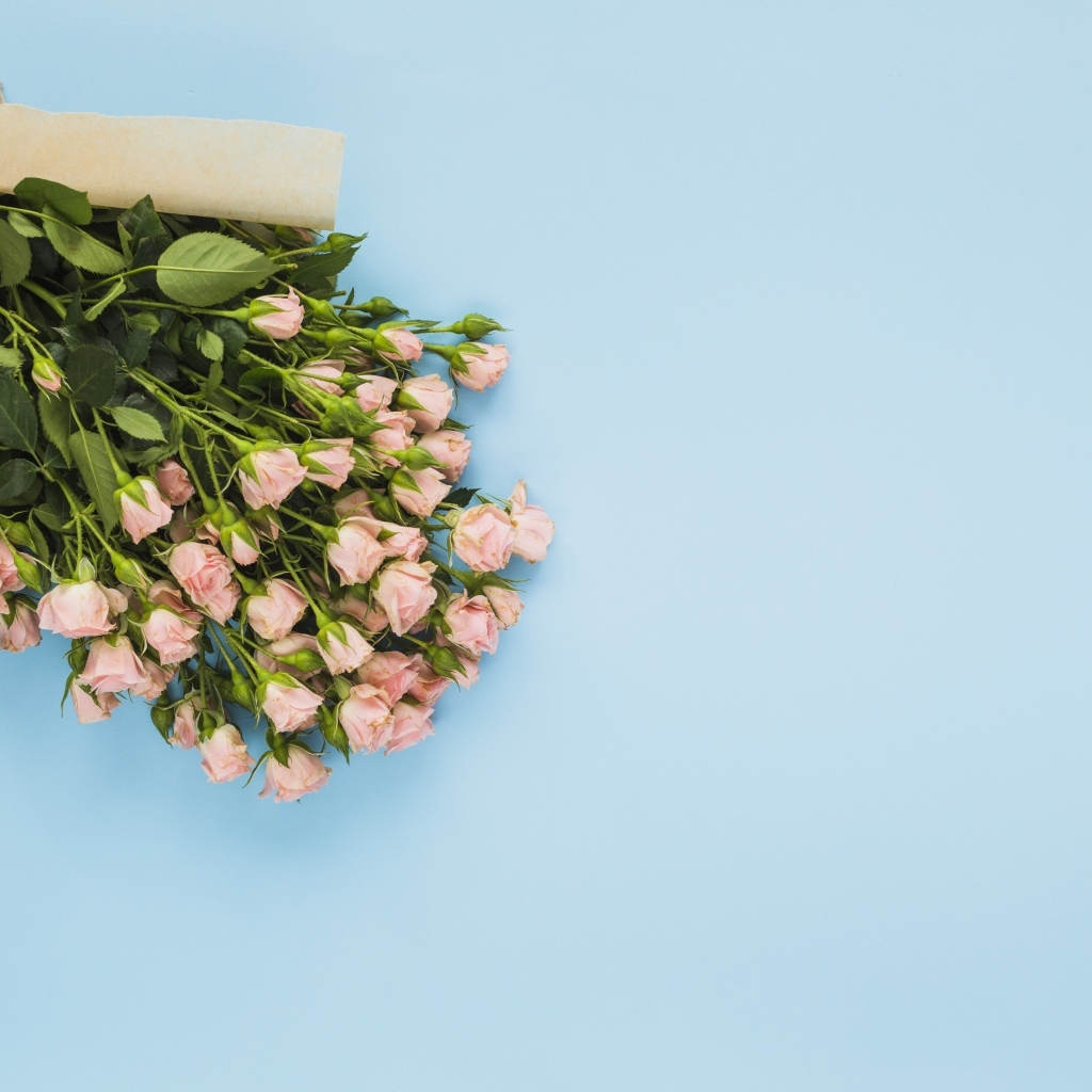 Большой букет розовых роз на голубом фоне