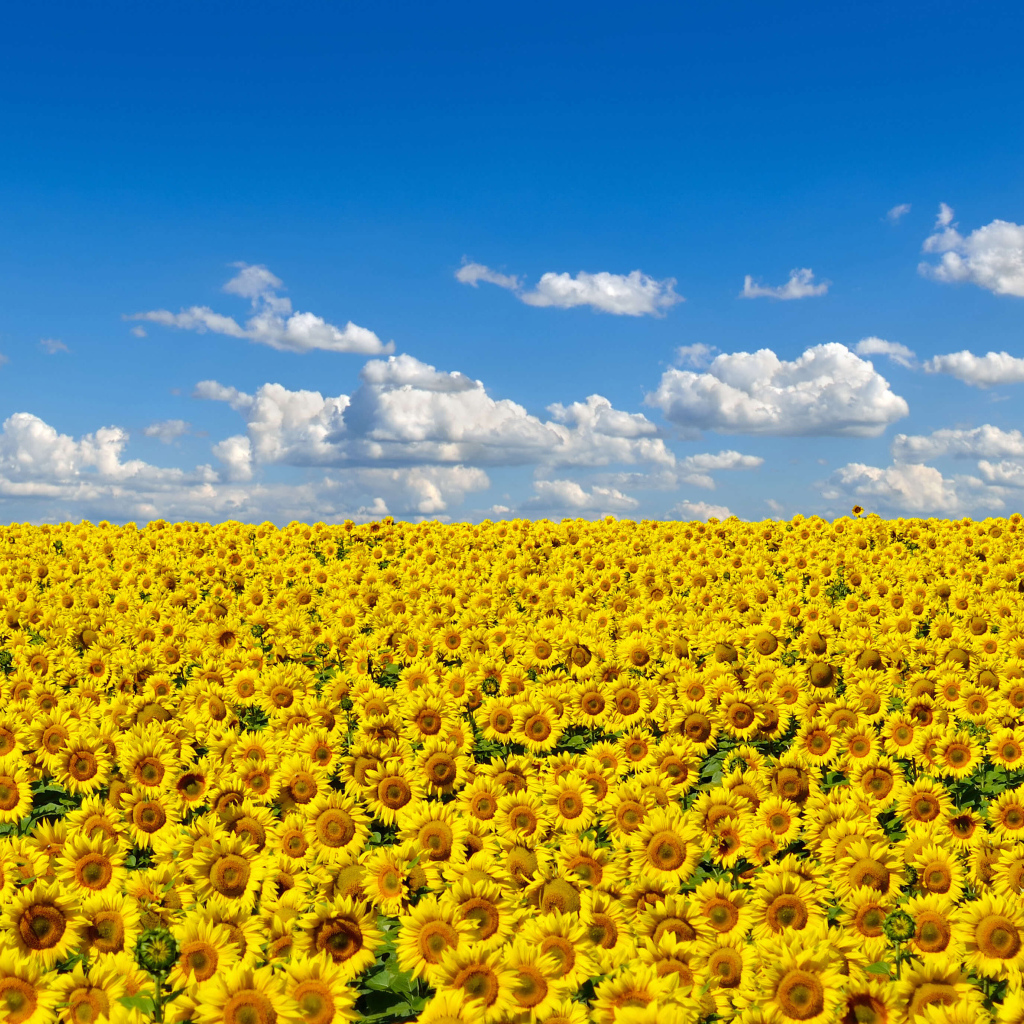 Большое поле желтых украинских подсолнухов