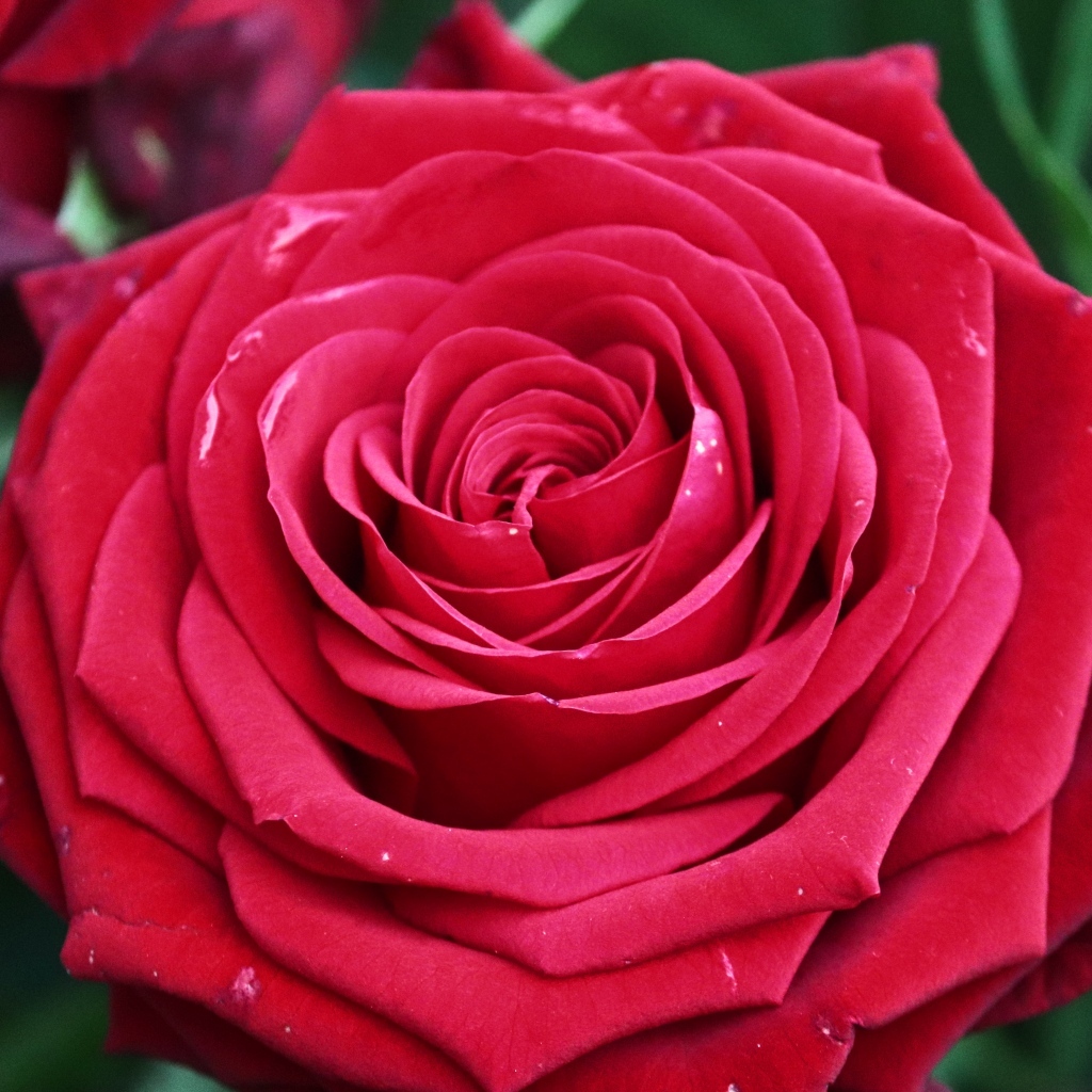 Крупная ароматная красная роза