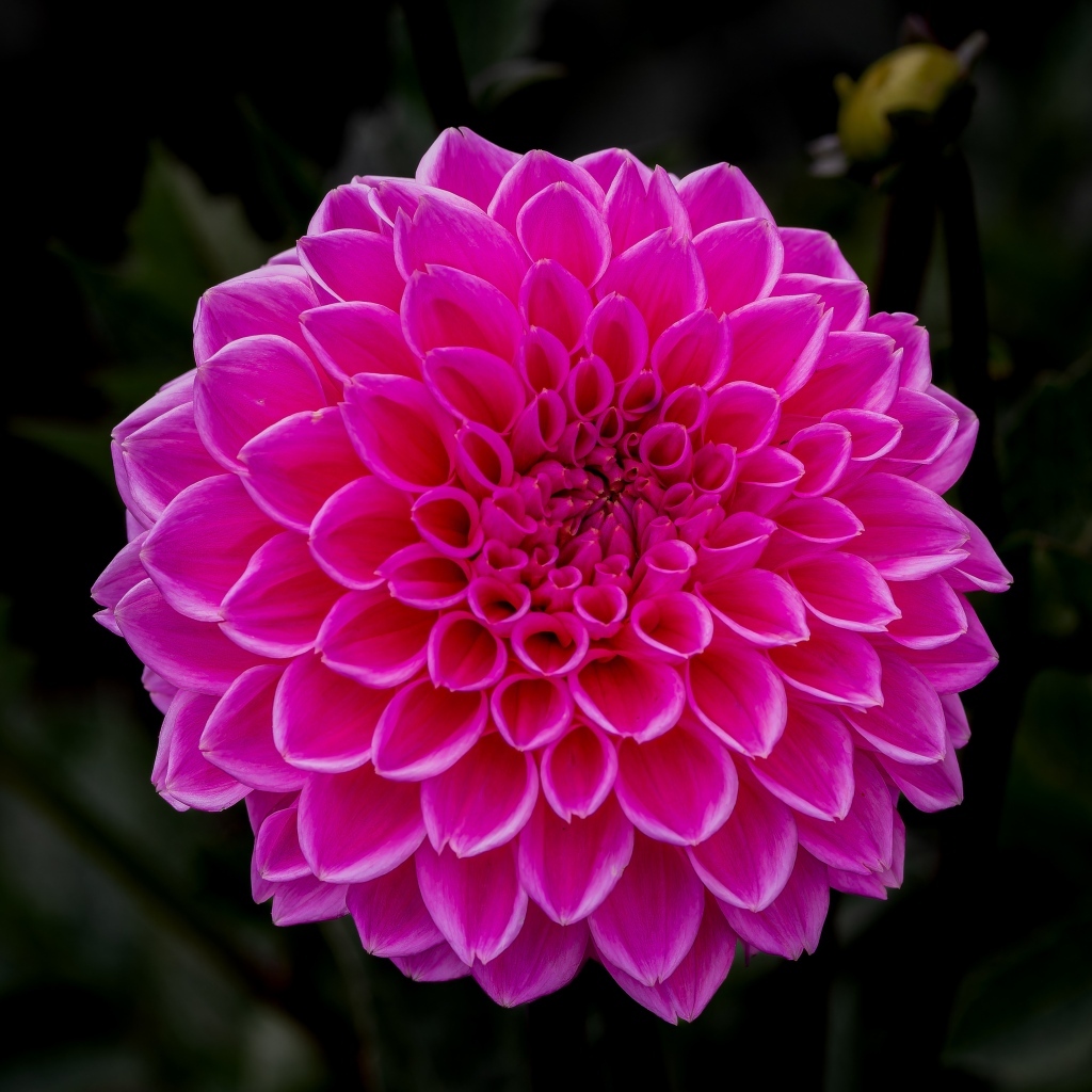 Большая пышная розовая георгина