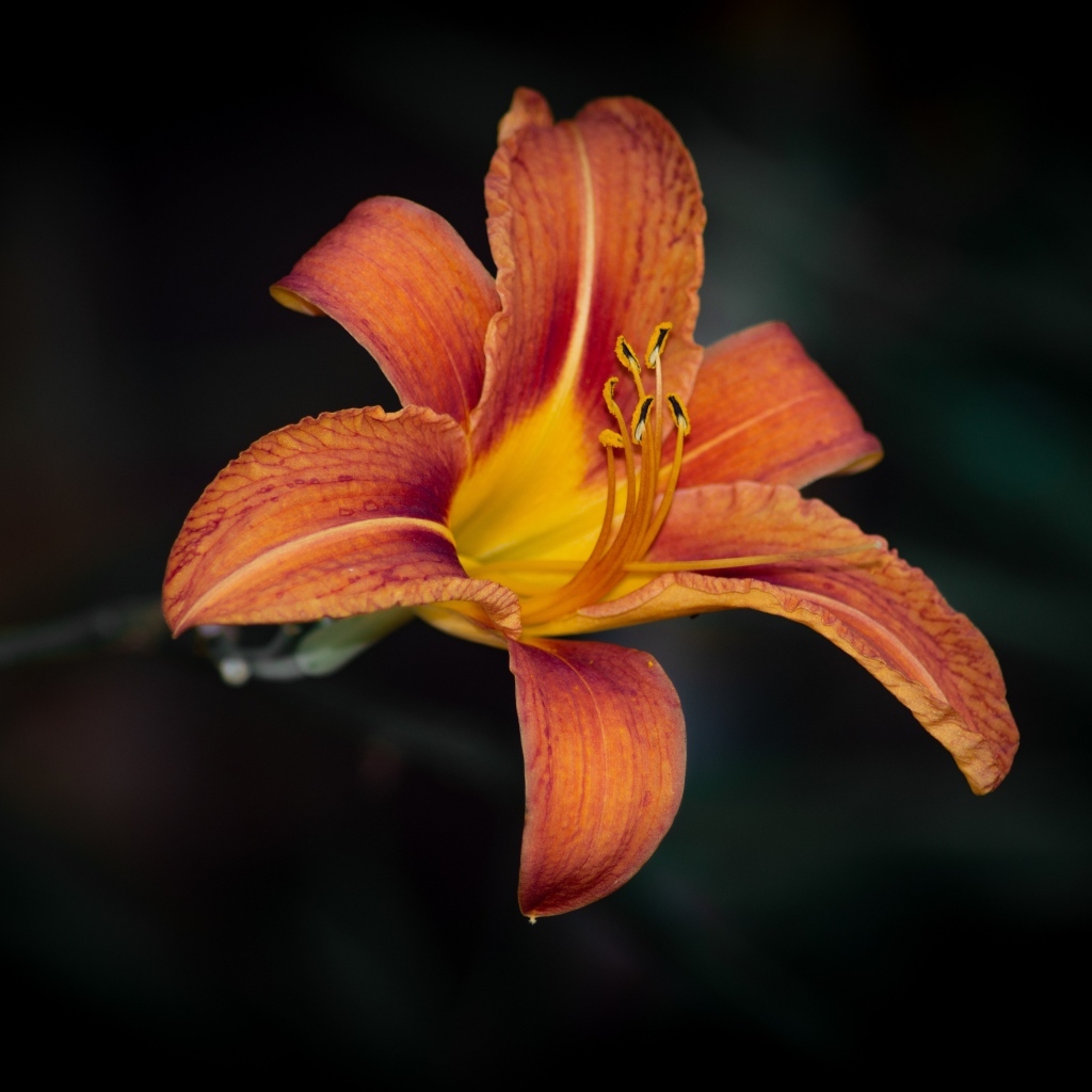 Большая оранжевая лилия на черном фоне