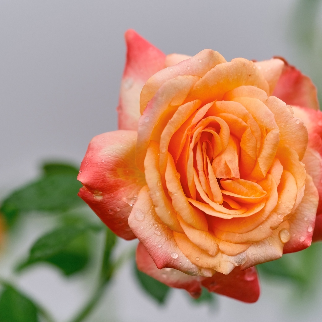 Крупная оранжевая роза в каплях росы