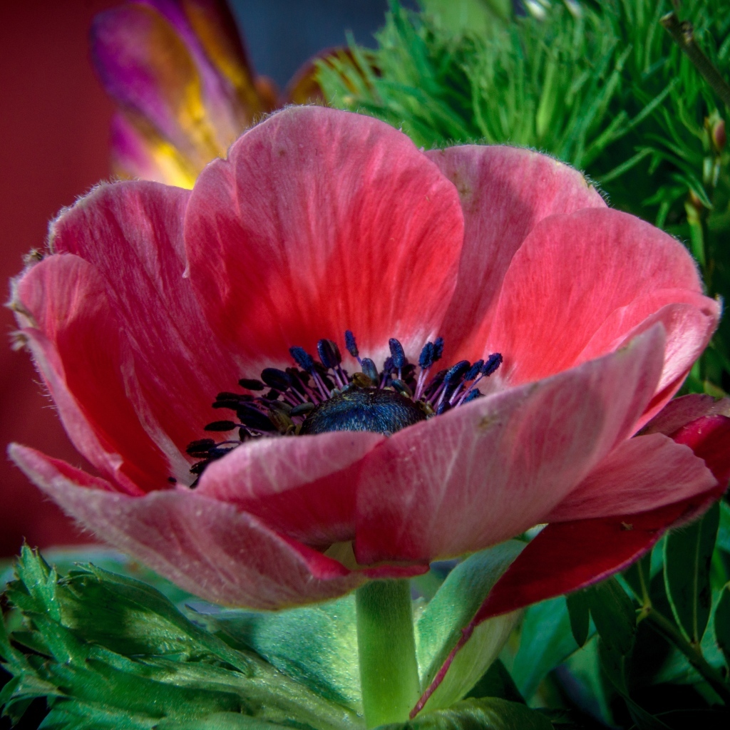 Крупный розовый цветок садового мака