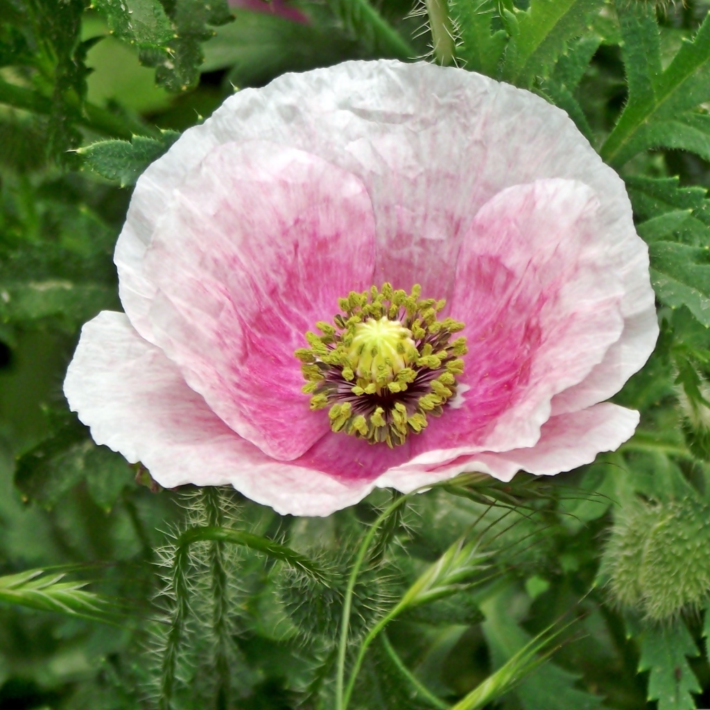 Большой розовый садовый мак в зеленых листьях