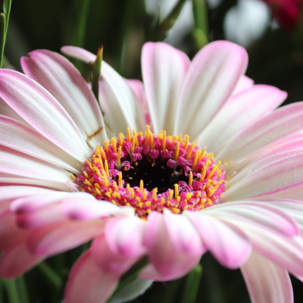 Большой розовый цветок гербера крупным планом