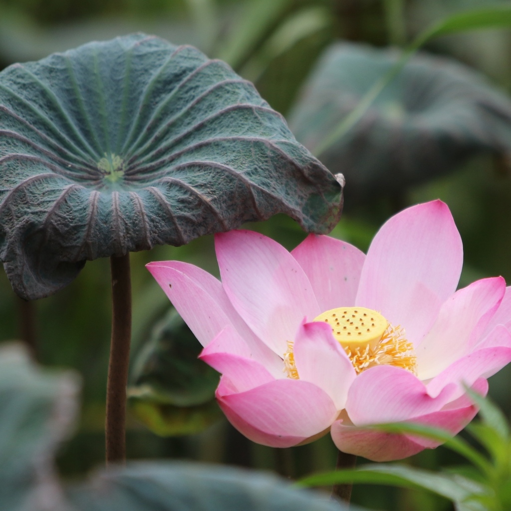 Большой цветок розового лотоса с листом