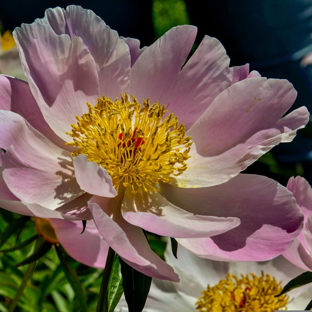 Большие розовые пионы на клумбе весной