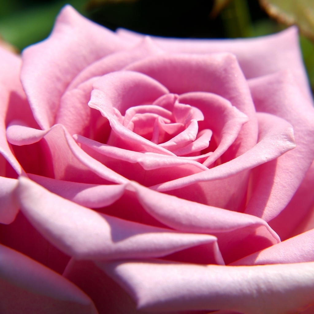 Крупная розовая роза вблизи