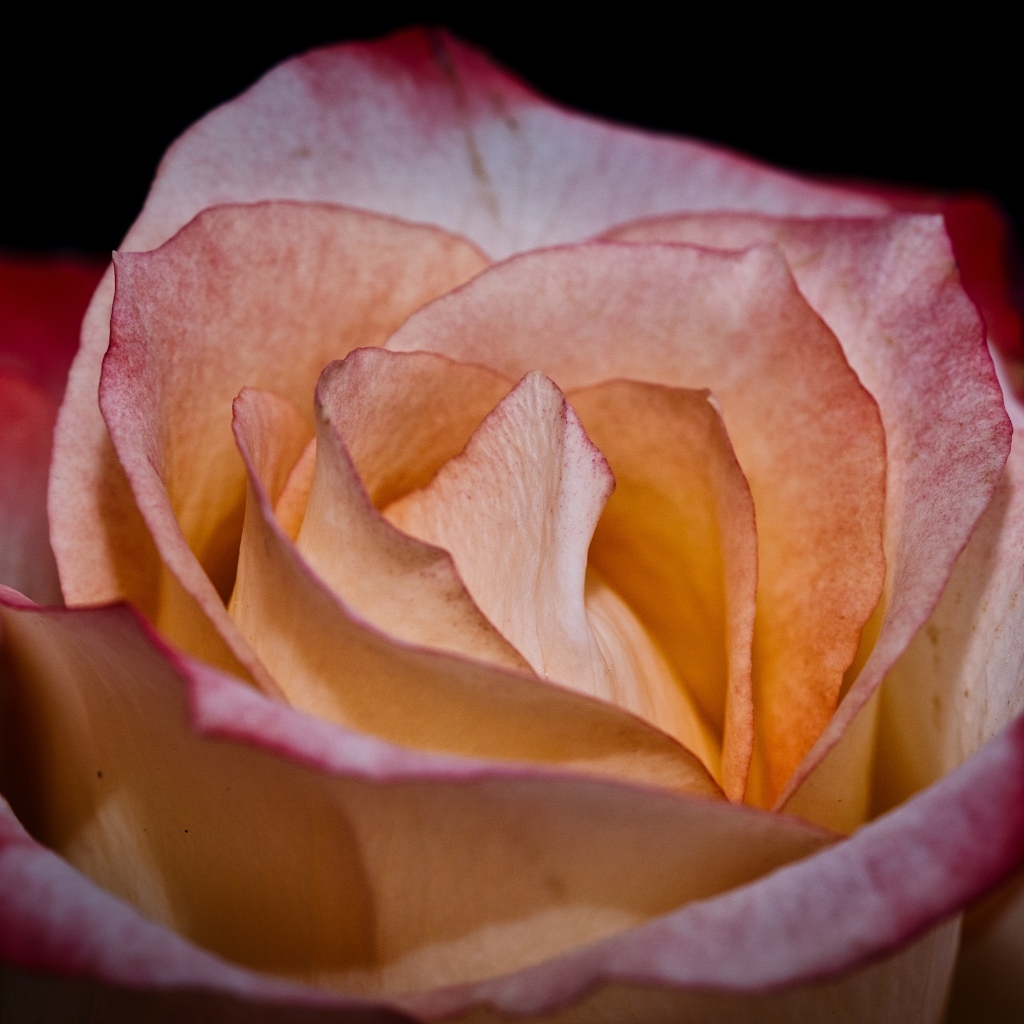 Большой розовый цветок розы на черном фоне