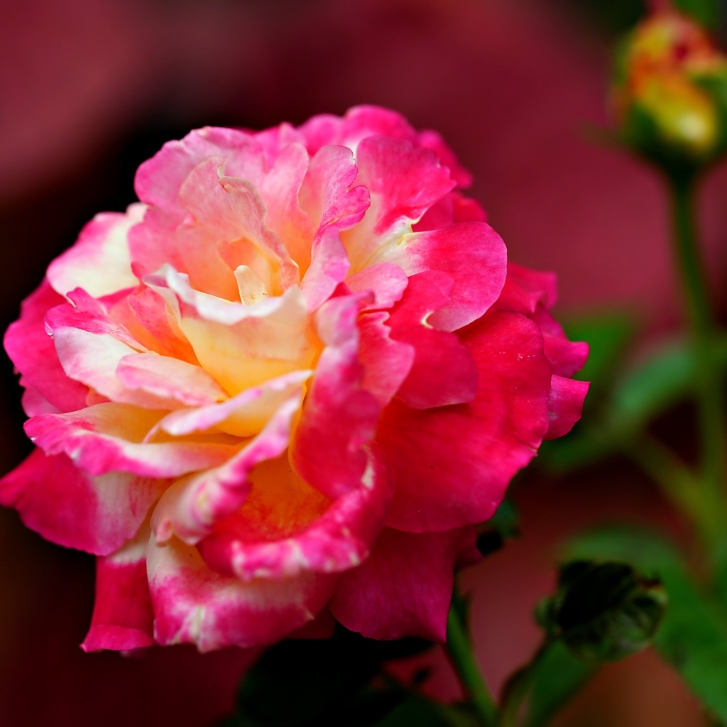 Крупная розовая роза с бутоном