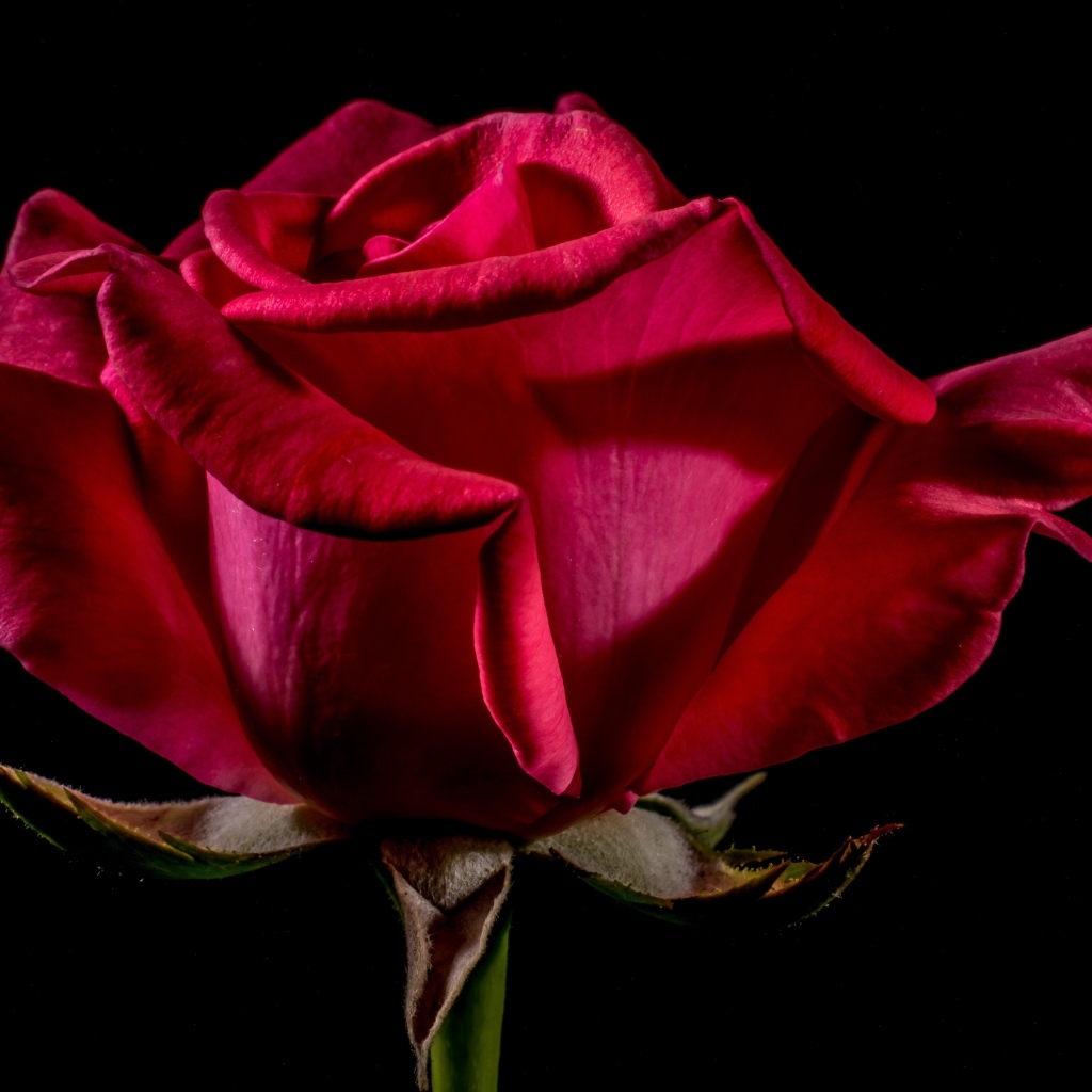 Большая красная роза крупным планом на черном фоне