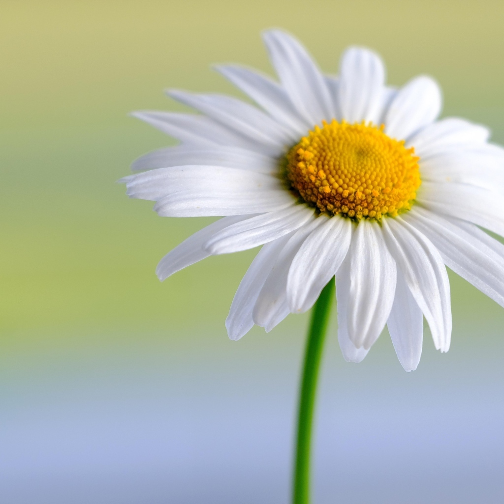 Большая белая ромашка крупным планом