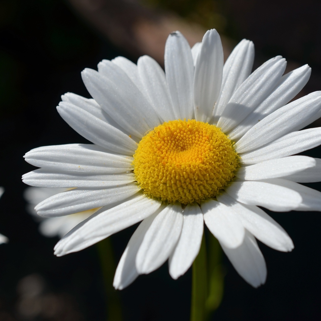 Крупная белая ромашка вблизи