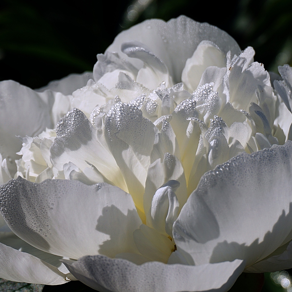 Большой белый цветок пиона крупным планом