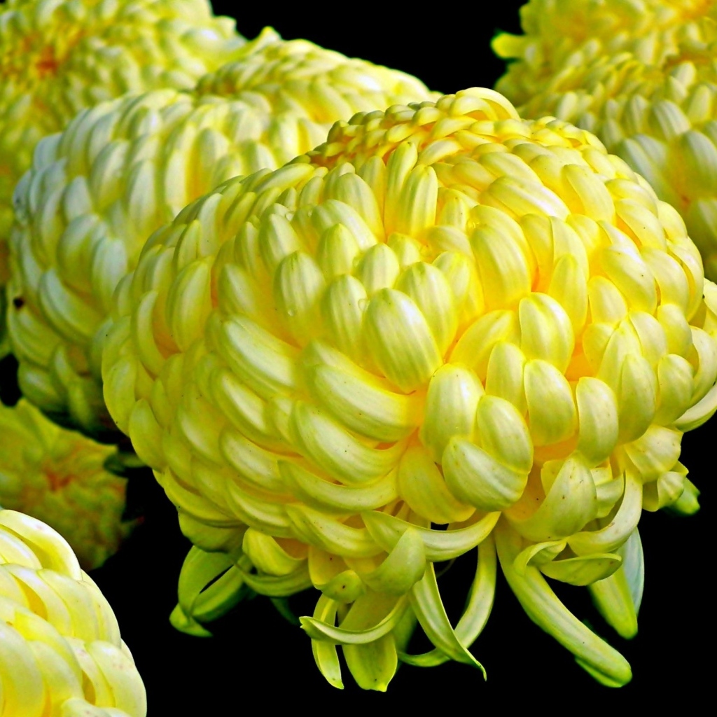 Большие желтые цветы хризантемы на черном фоне