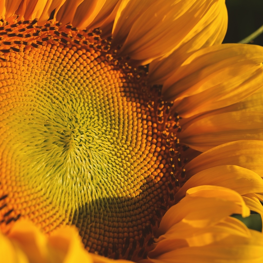 Большой желтый цветок подсолнуха в лучах солнца