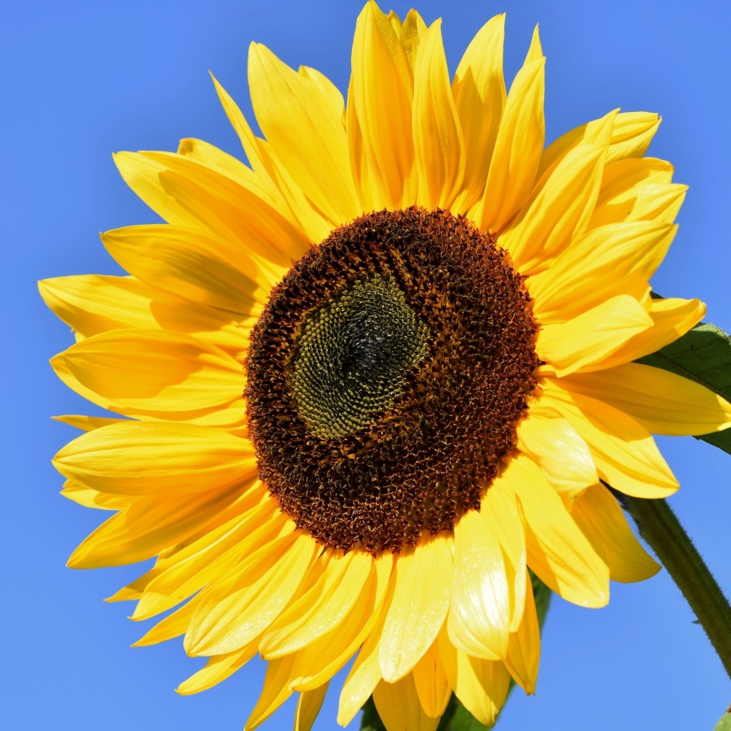 Большой цветок желтого подсолнуха на голубом фоне
