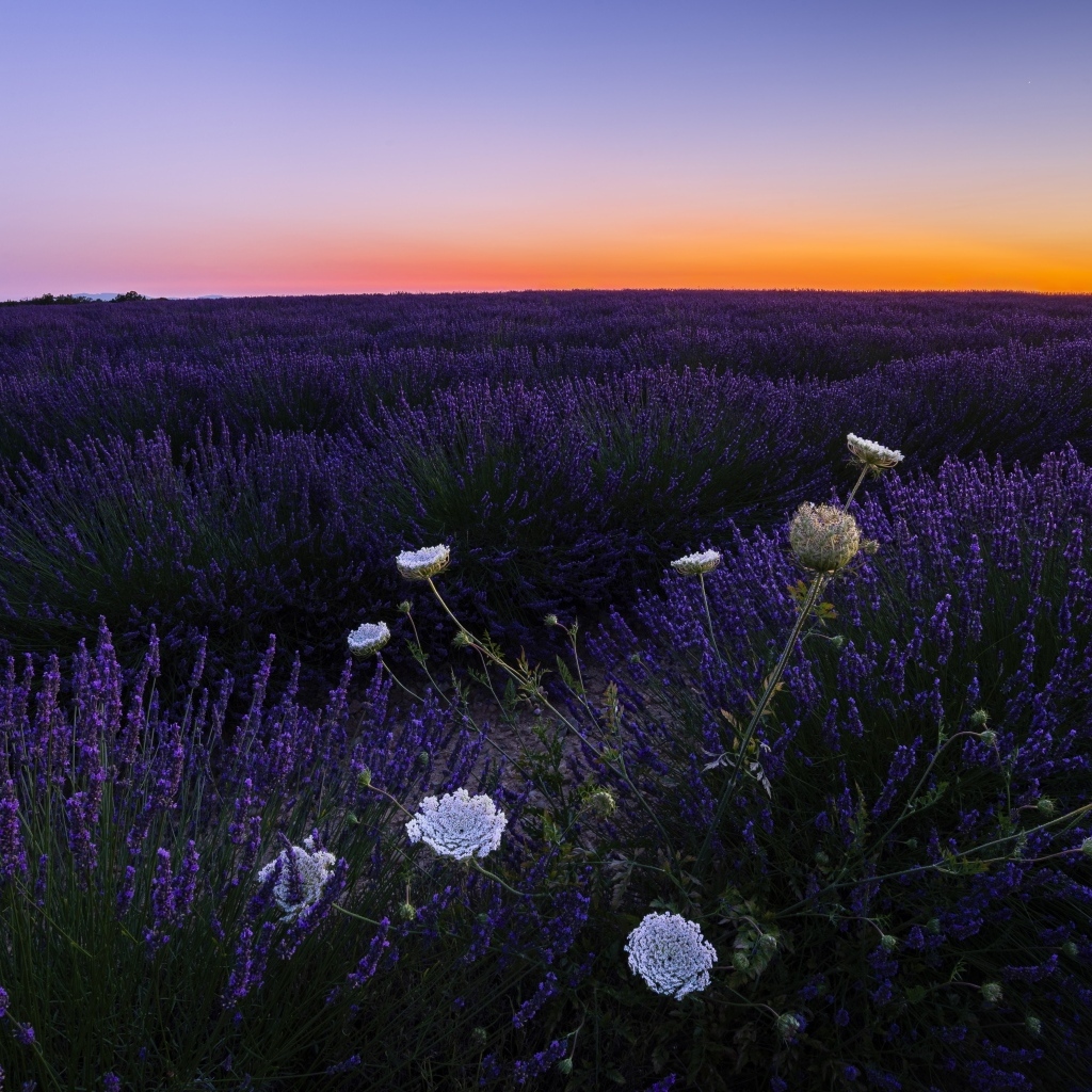 Лавандовое поле на закате солнца