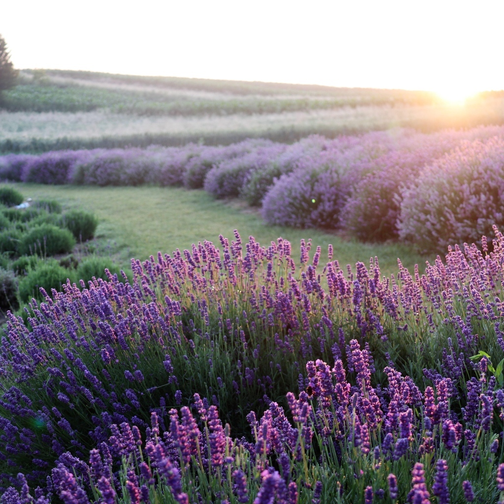 Поля лаванды на рассвете