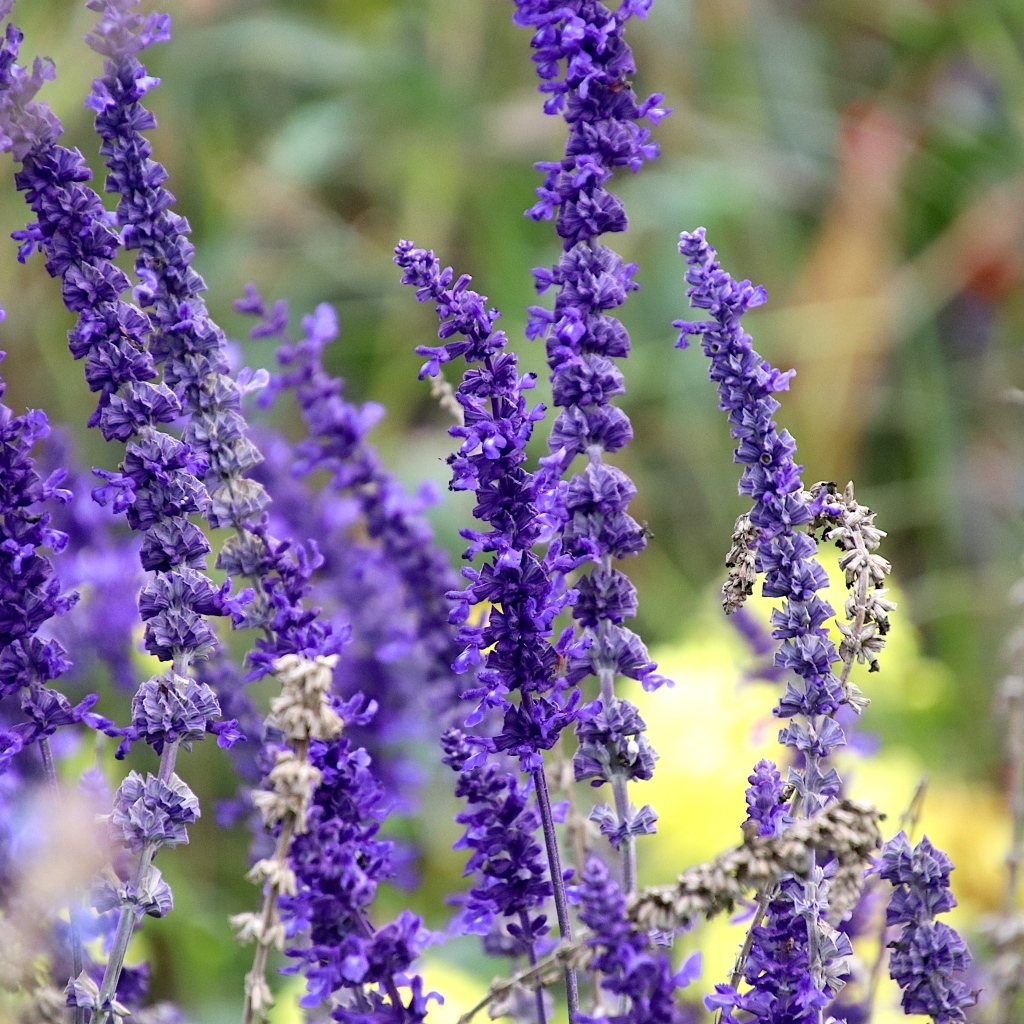 Цветы лаванды на поле 