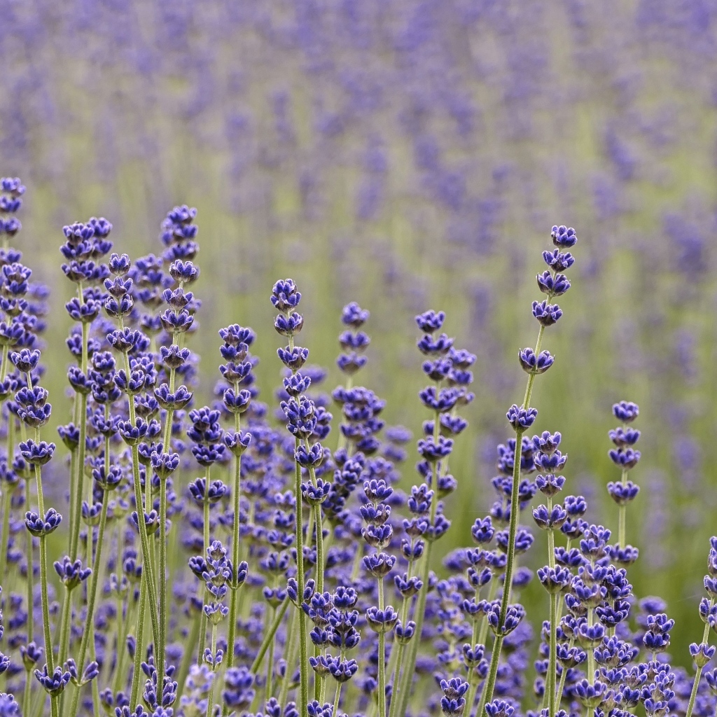Лаванда на поле крупным планом