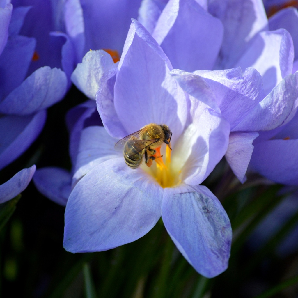 Сиреневый цветок крокуса с пчелой