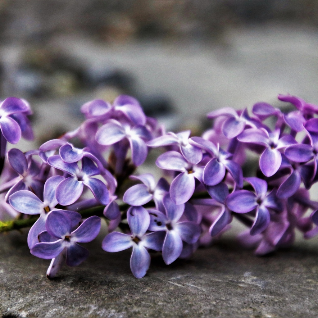 Цветок сирени на сером асфальте