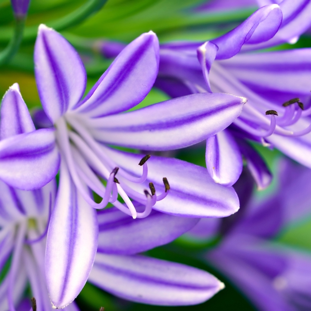 Сиреневые цветы африканская лилия