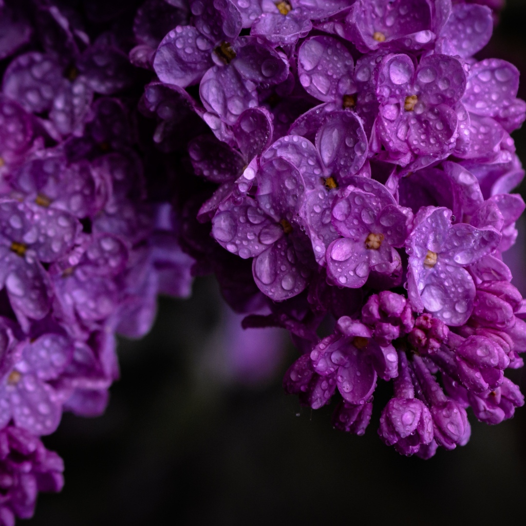 Цветы сирени в каплях росы крупным планом