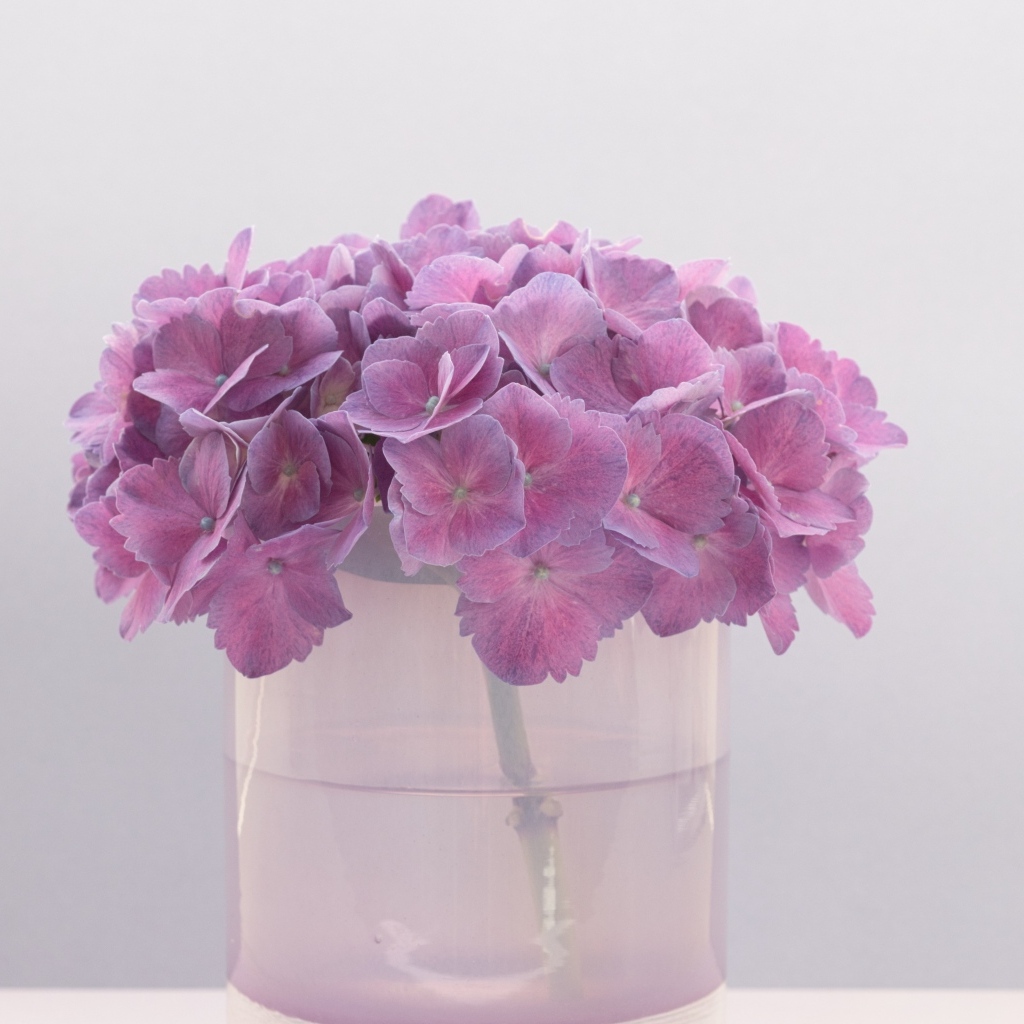 Сиреневые цветы гортензии в вазе