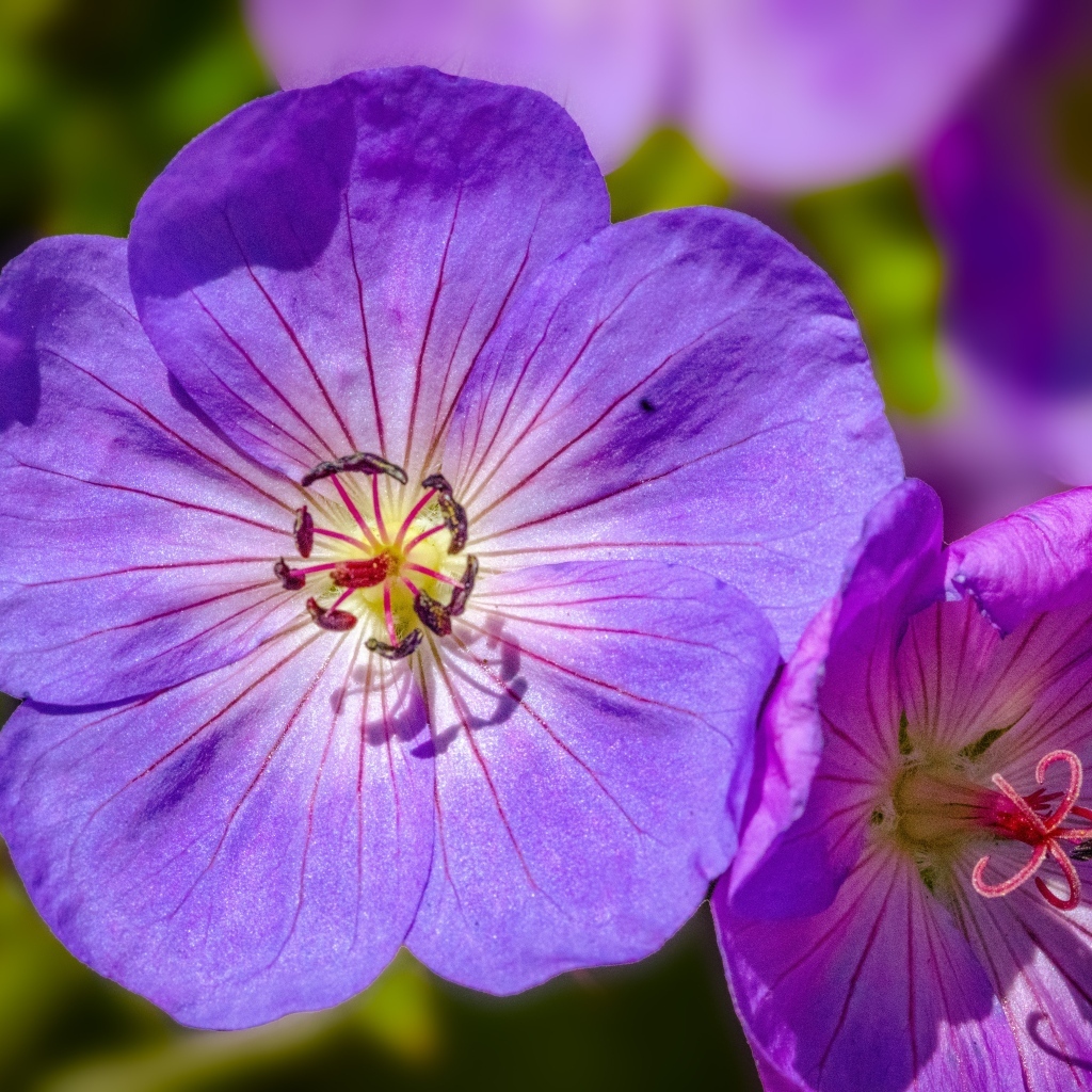 Сиреневые цветы флокса крупным планом