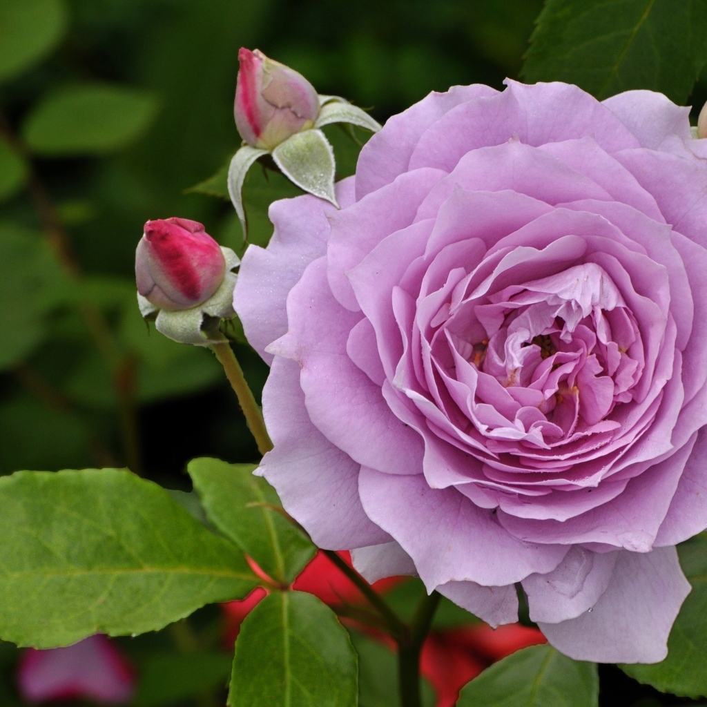 Сиреневая роза с бутонами крупным планом