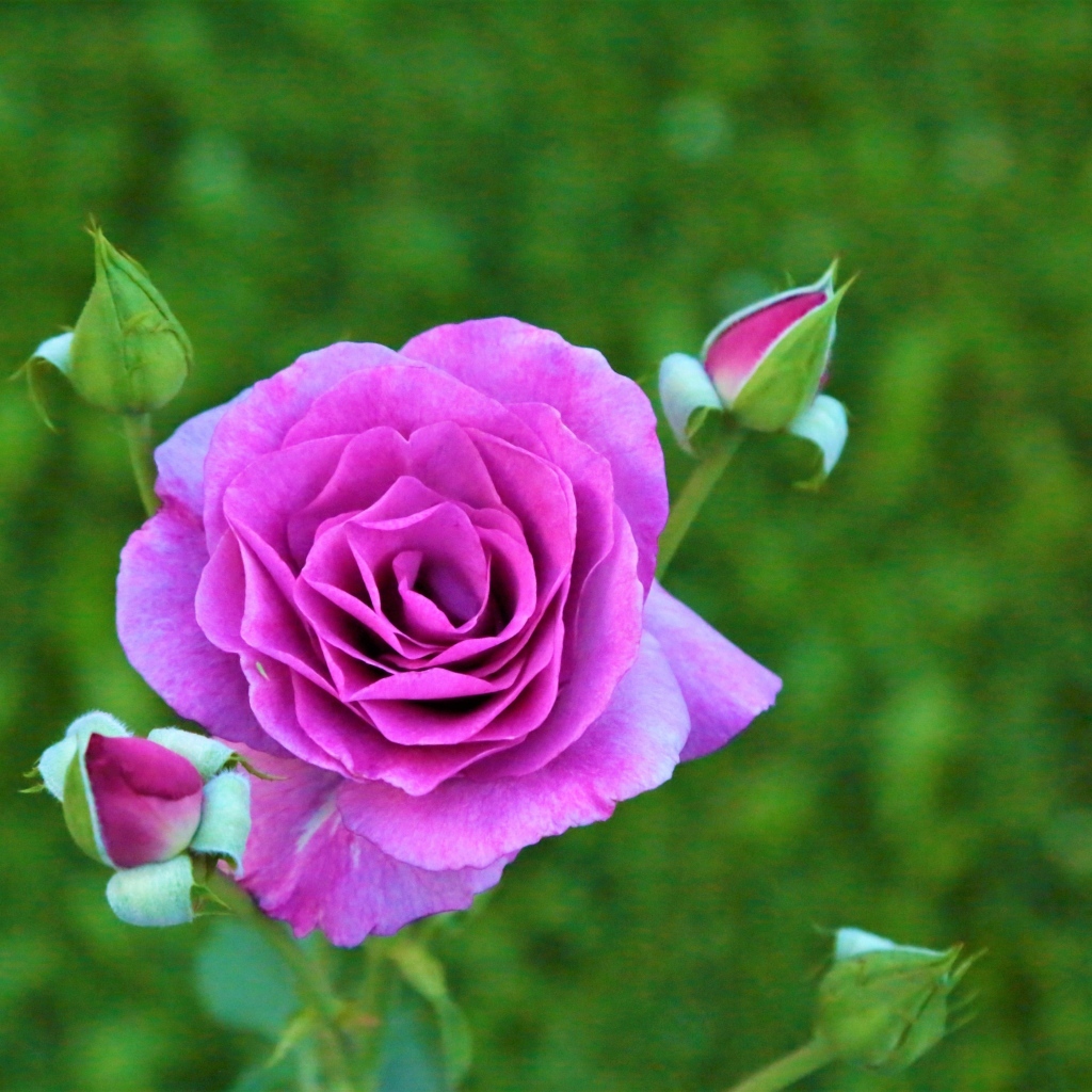 Сиреневая роза с бутонами на клумбе