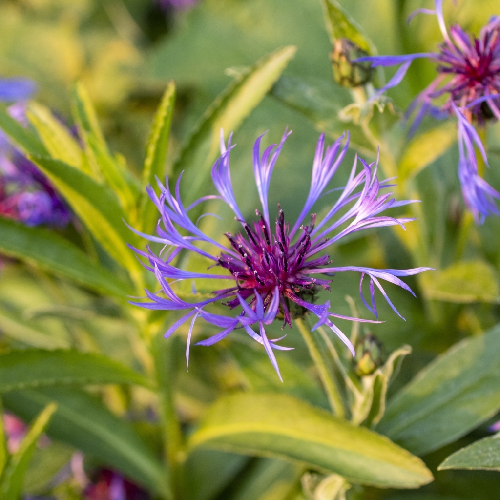 Сиреневые полевые цветы в лучах солнца
