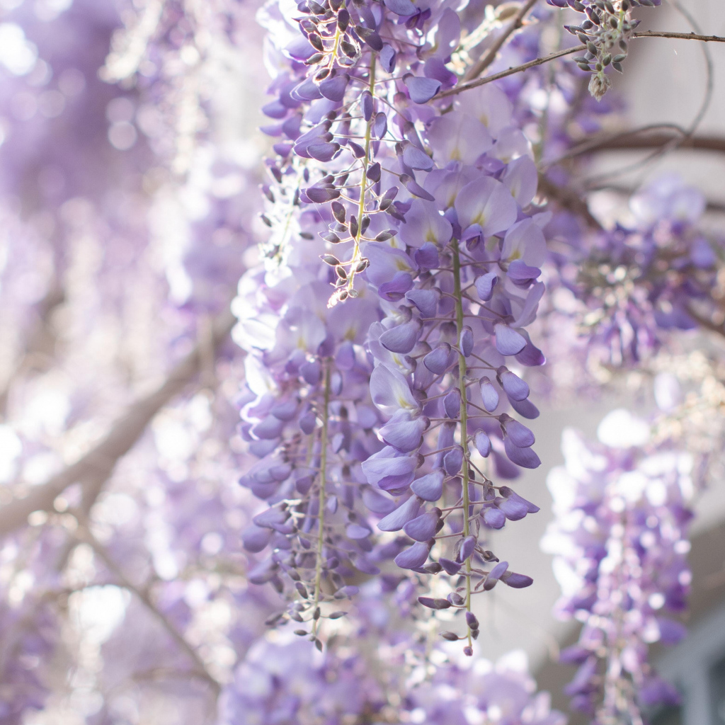 Сиреневые цветы глициния на ветках