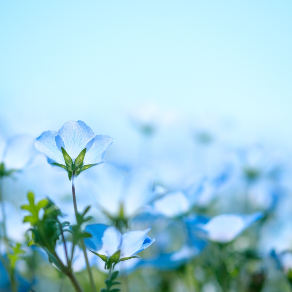 Маленькие синие незабудки на поле 
