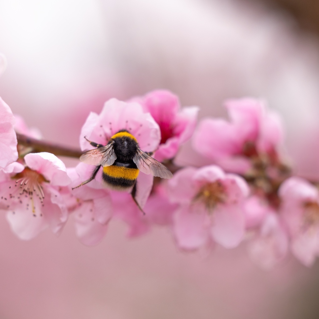 Маленький шмель на розовых цветах весной