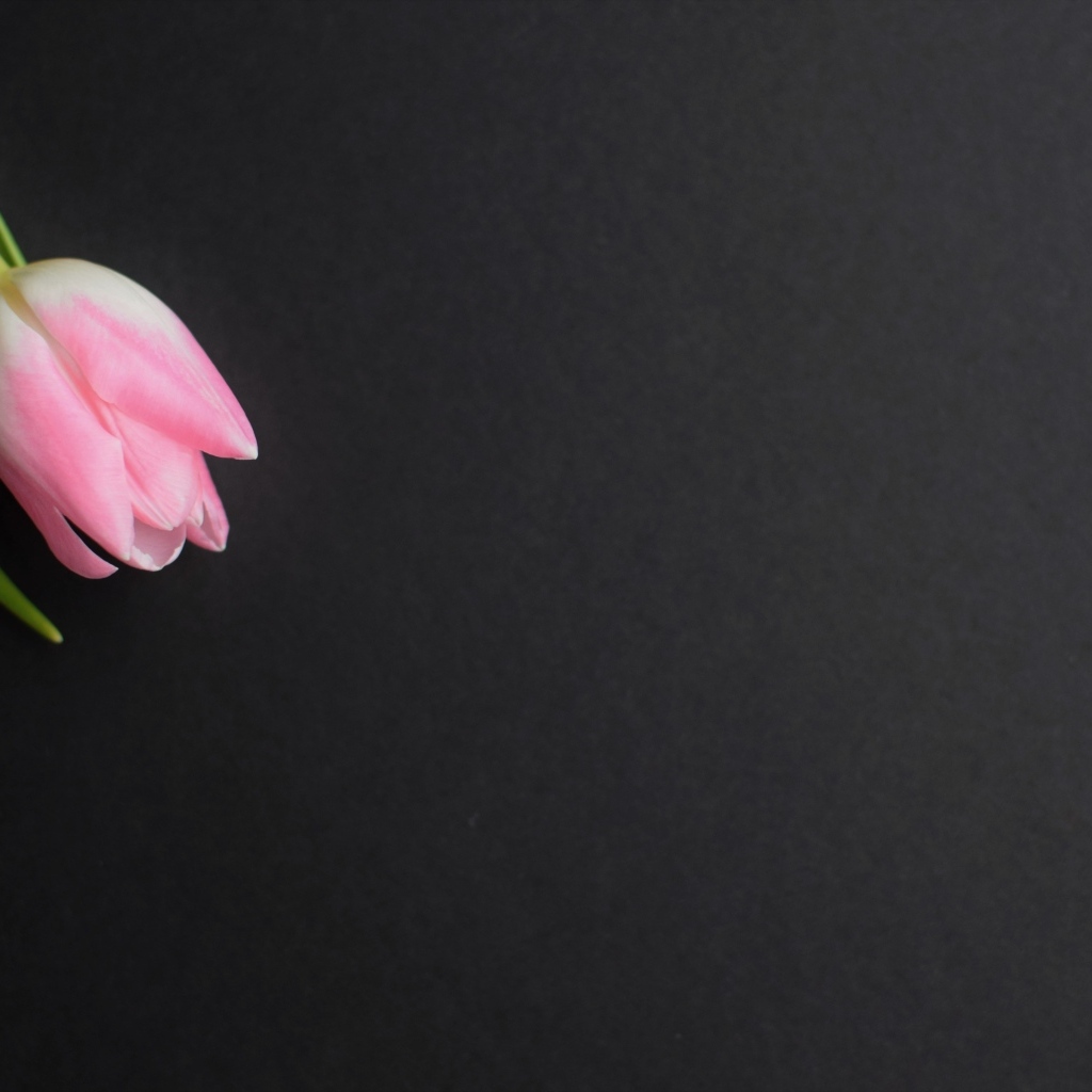 Одинокий розовый тюльпан на сером фоне